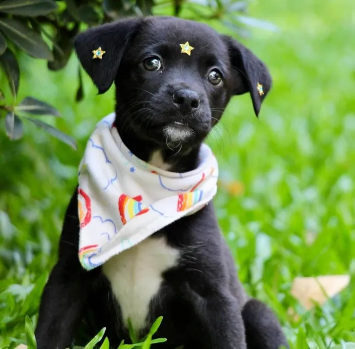 Cachorro ra a SRD-ViraLata idade 2 a 6 meses nome Celina
