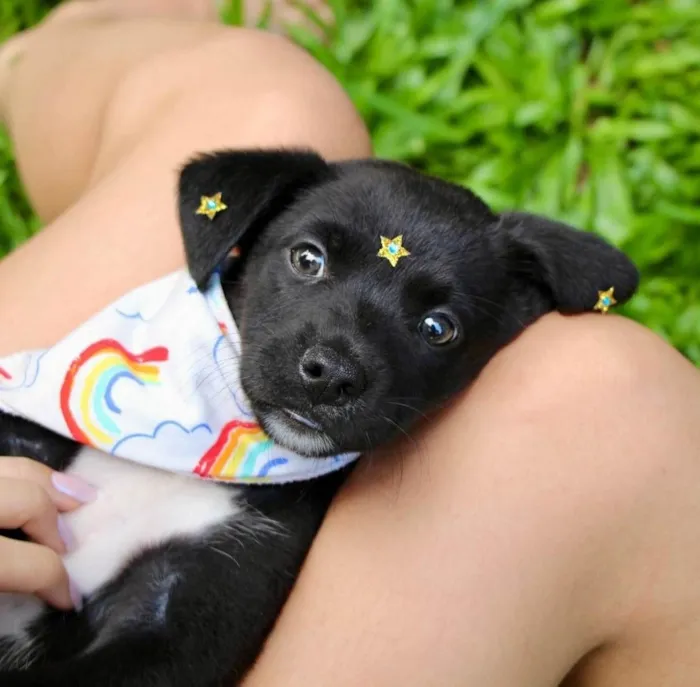 Cachorro ra a SRD-ViraLata idade 2 a 6 meses nome Celina