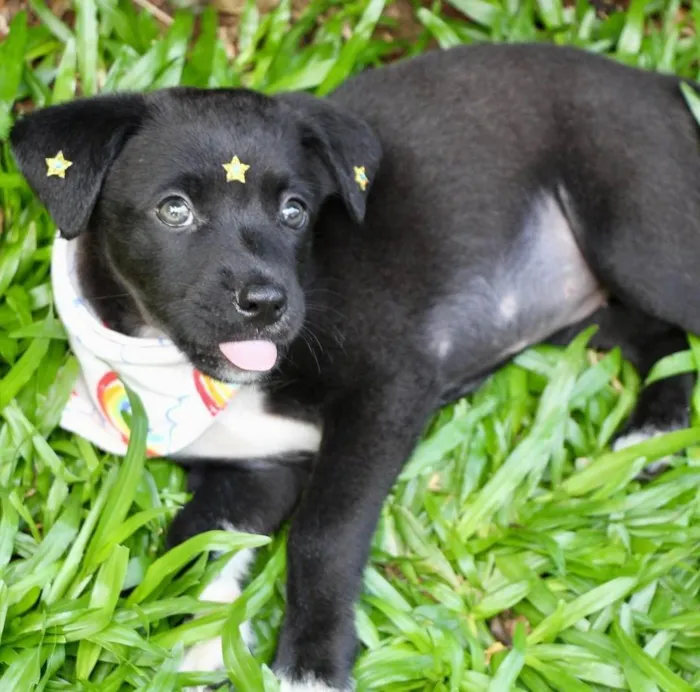 Cachorro ra a SRD-ViraLata idade 2 a 6 meses nome Celina