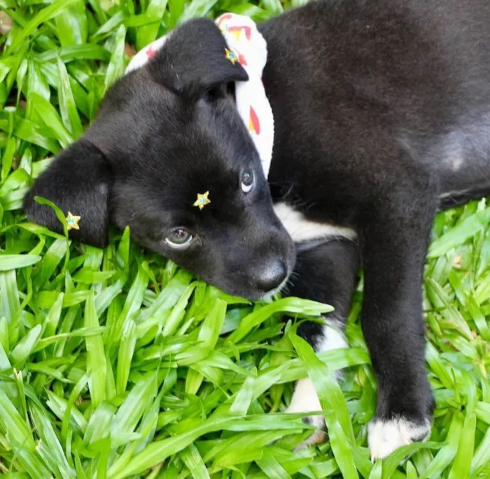 Cachorro ra a SRD-ViraLata idade 2 a 6 meses nome Celina