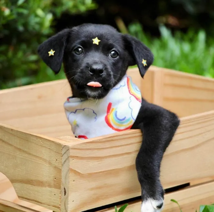 Cachorro ra a SRD-ViraLata idade 2 a 6 meses nome Celina