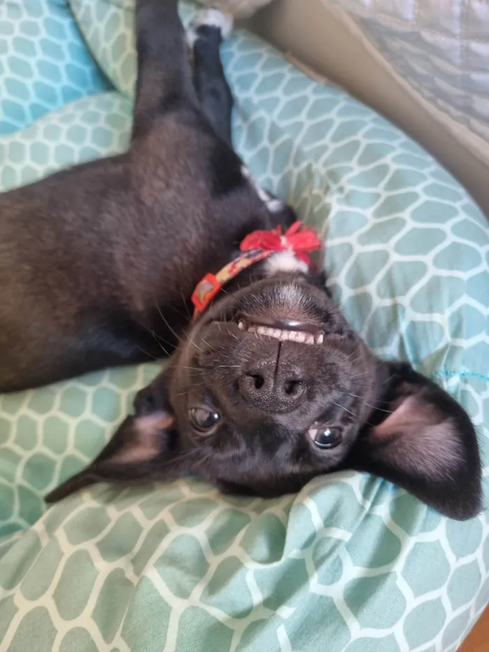 Cachorro ra a SRD-ViraLata idade 2 a 6 meses nome Celina