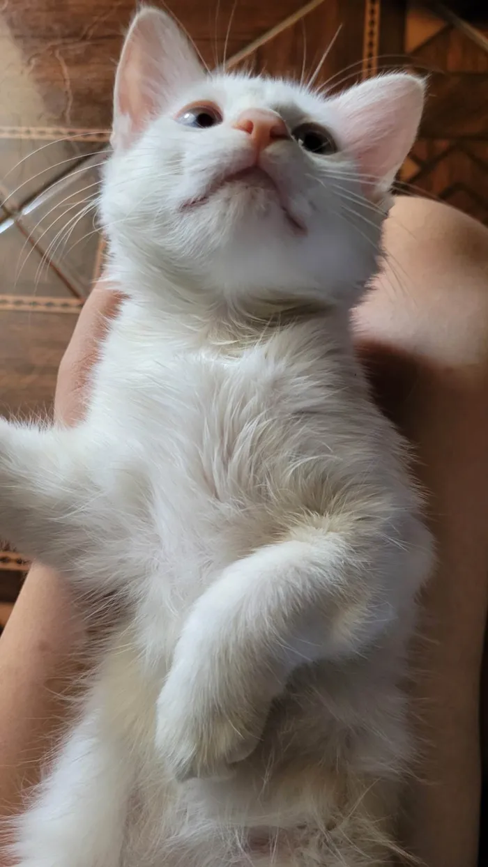 Gato ra a SRD-ViraLata idade 2 a 6 meses nome Pérola 