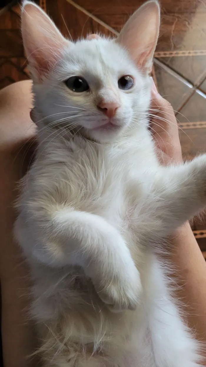 Gato ra a SRD-ViraLata idade 2 a 6 meses nome Pérola 