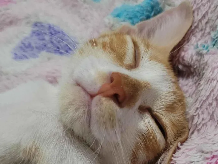 Gato ra a SRD-ViraLata idade 2 a 6 meses nome Garfield 