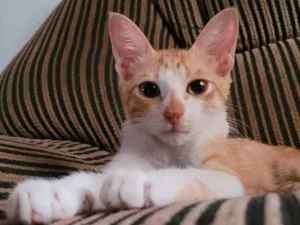 Gato raça SRD-ViraLata idade 2 a 6 meses nome Garfield 
