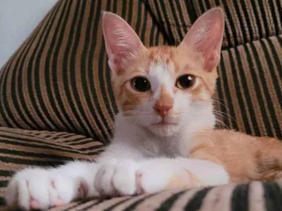 Gato raça SRD-ViraLata idade 2 a 6 meses nome Garfield 