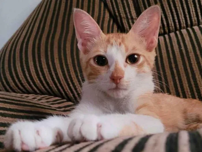 Gato ra a SRD-ViraLata idade 2 a 6 meses nome Garfield 