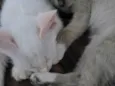 Mumu