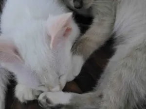 Gato raça SRD-ViraLata idade 2 a 6 meses nome Mumu