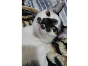 Gato raça SRD-ViraLata idade 2 a 6 meses nome Panda