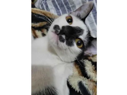 Gato raça SRD-ViraLata idade 2 a 6 meses nome Panda