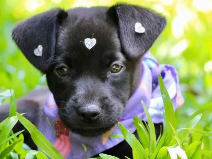 Cachorro ra a SRD-ViraLata idade 2 a 6 meses nome Pilar
