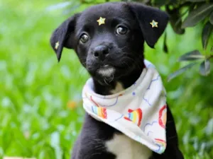 Cachorro raça SRD-ViraLata idade 2 a 6 meses nome Celina