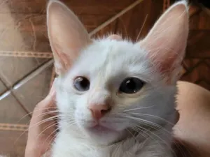 Gato raça SRD-ViraLata idade 2 a 6 meses nome Pérola 