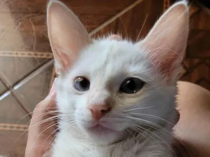 Gato raça SRD-ViraLata idade 2 a 6 meses nome Pérola 