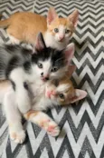 3 Gatinhos para adoção
