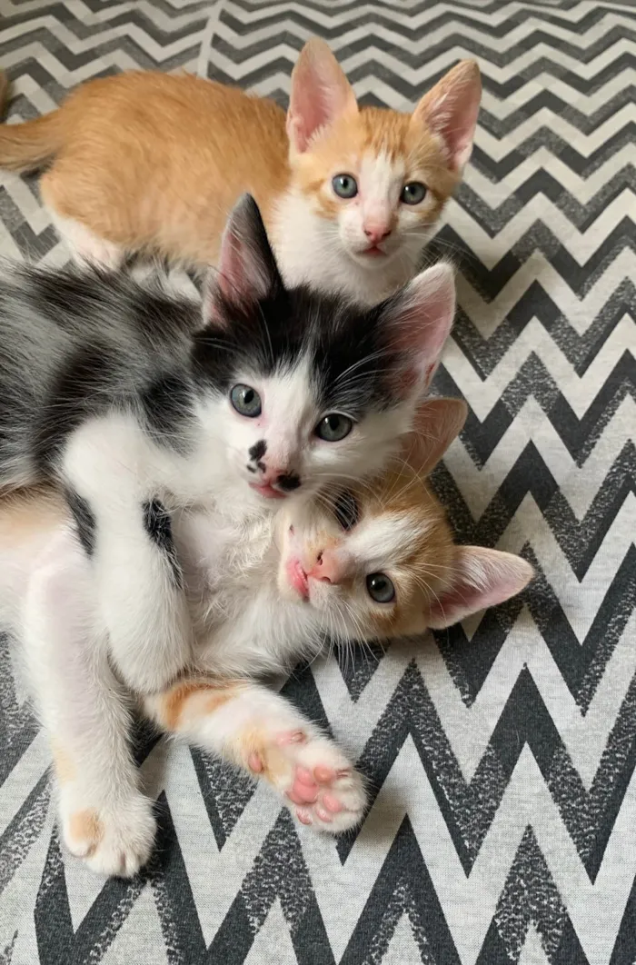Gato ra a SRD-ViraLata idade Abaixo de 2 meses nome 3 Gatinhos para adoção