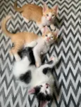 3 Gatinhos para adoção