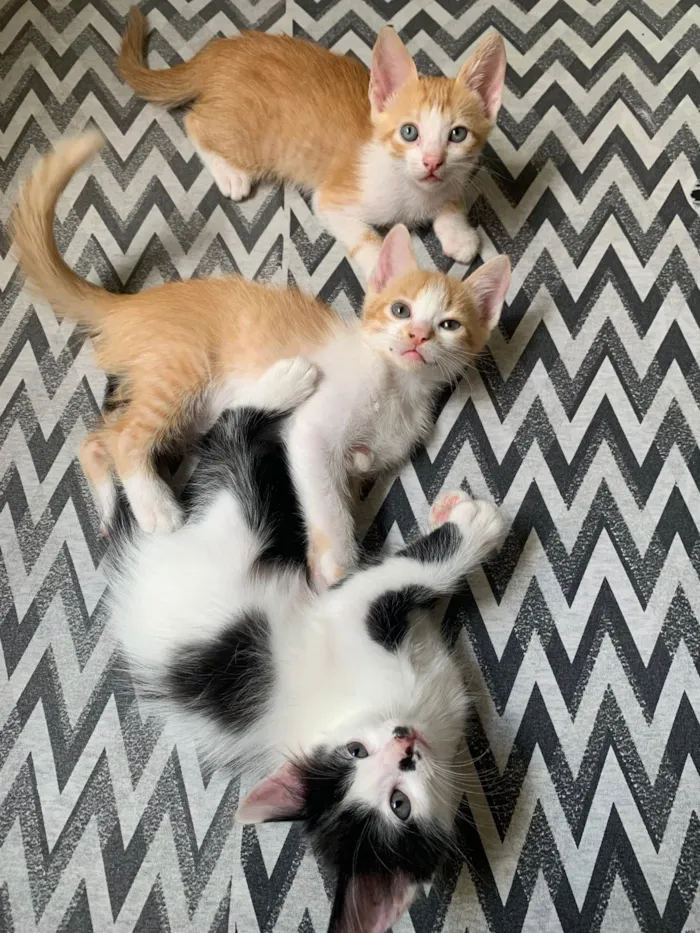 Gato ra a SRD-ViraLata idade Abaixo de 2 meses nome 3 Gatinhos para adoção