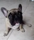 Bandyt