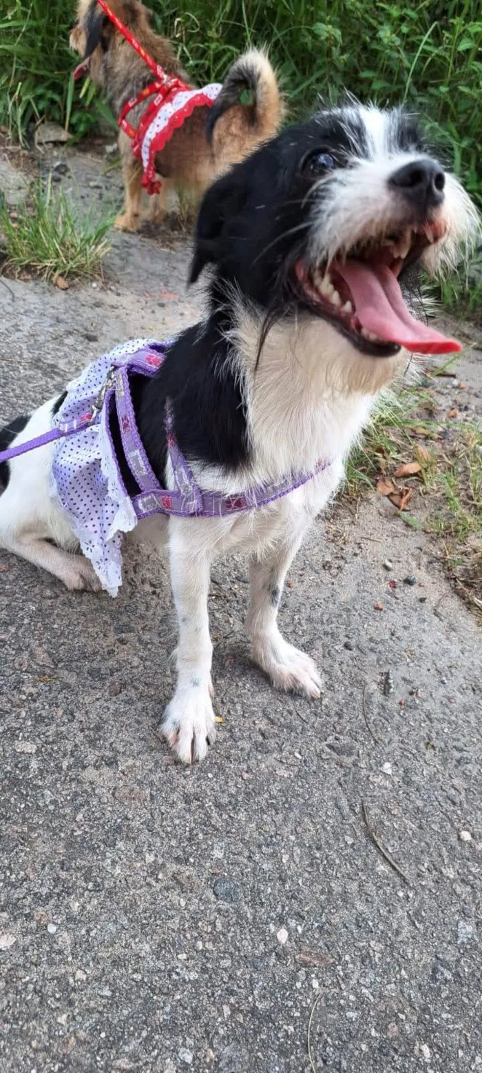 Cachorro ra a SRD-ViraLata idade 2 anos nome Bilu e Bibi 