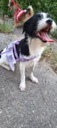 Bilu e Bibi