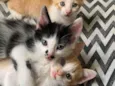 3 Gatinhos para adoção
