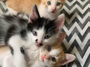 Gato raça SRD-ViraLata idade Abaixo de 2 meses nome 3 Gatinhos para adoção