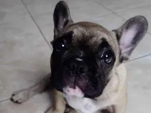 Cachorro raça Bulldog idade 2 a 6 meses nome Bandyt