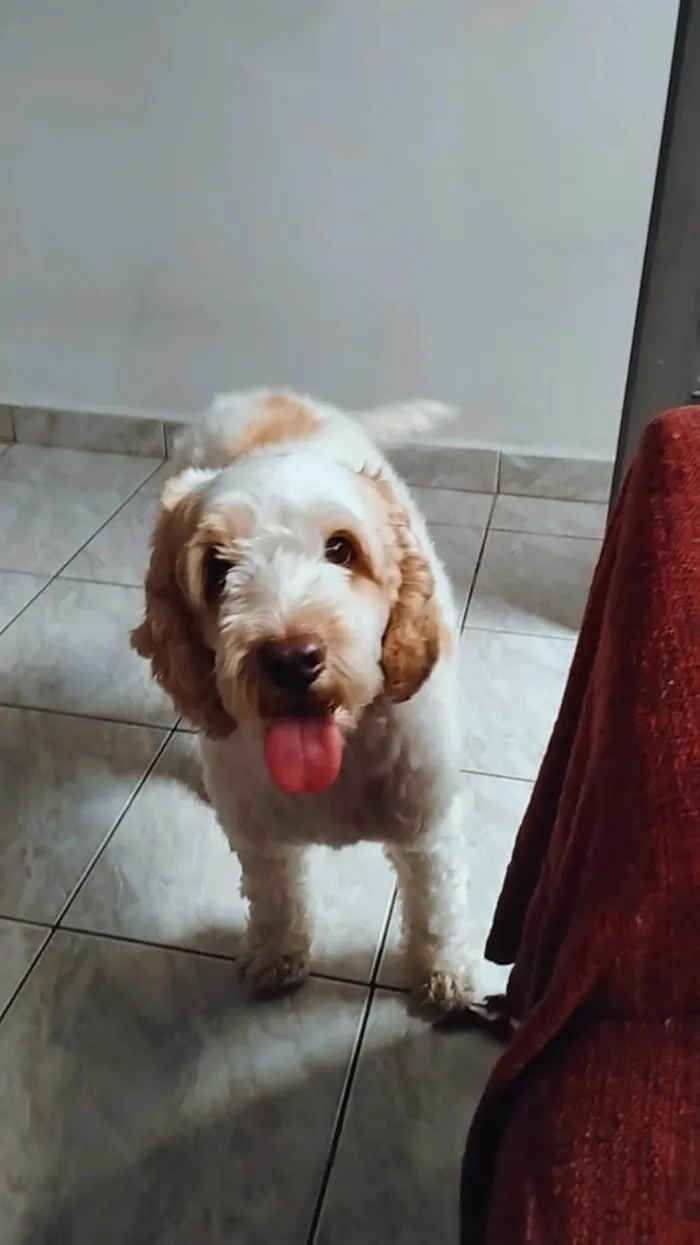 Cachorro ra a Cocker idade 6 ou mais anos nome Louis