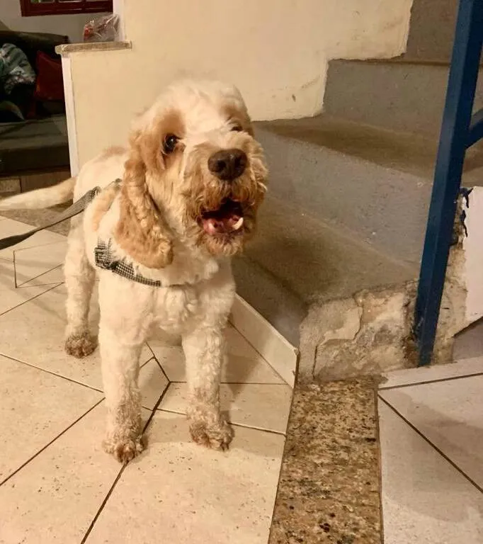 Cachorro ra a Cocker idade 6 ou mais anos nome Louis