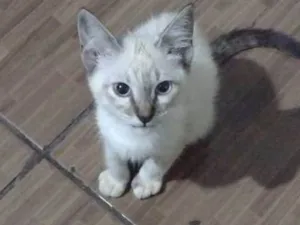 Gato raça Siamês idade 2 a 6 meses nome sem nome 