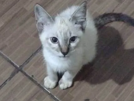 Gato ra a Siamês idade 2 a 6 meses nome sem nome 