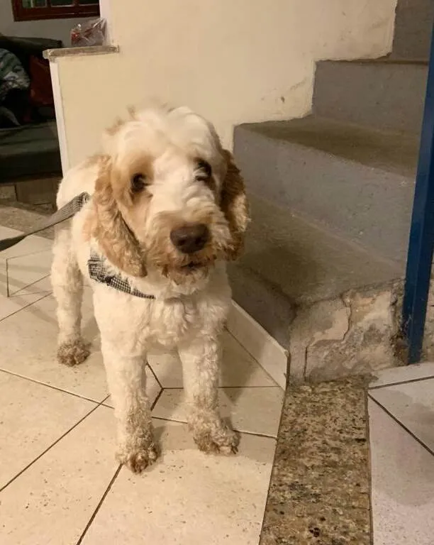 Cachorro ra a Cocker idade 6 ou mais anos nome Louis
