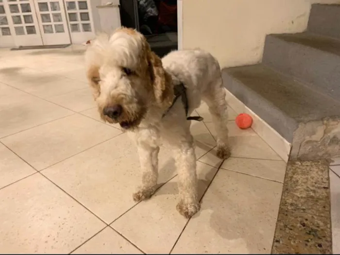 Cachorro ra a Cocker idade 6 ou mais anos nome Louis