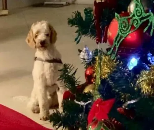 Cachorro ra a Cocker idade 6 ou mais anos nome Louis