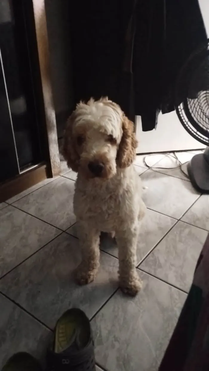 Cachorro ra a Cocker idade 6 ou mais anos nome Louis