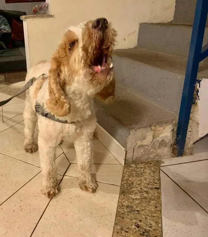 Cachorro ra a Cocker idade 6 ou mais anos nome Louis