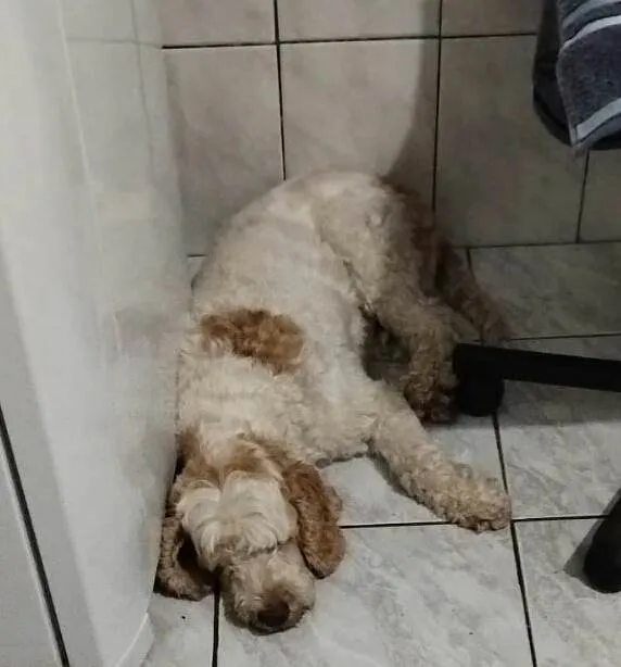 Cachorro ra a Cocker idade 6 ou mais anos nome Louis