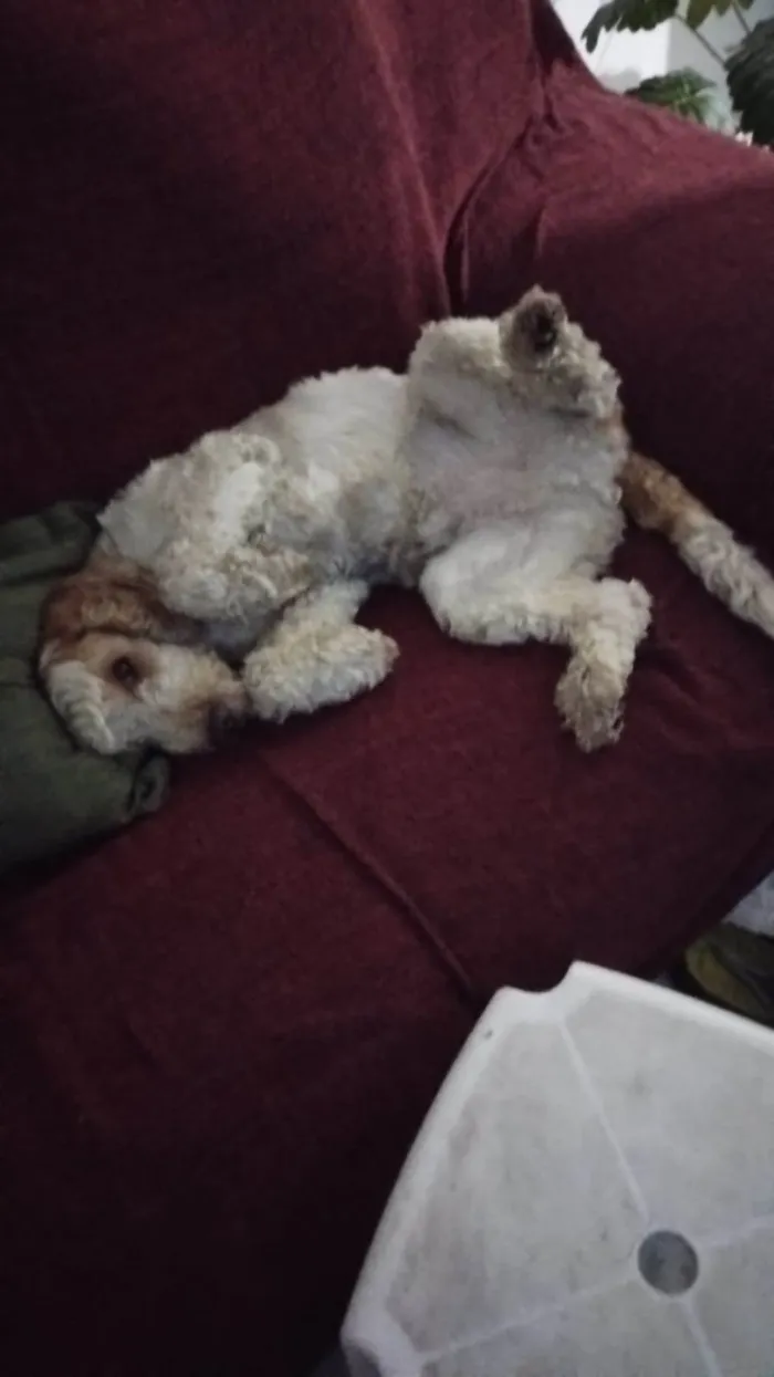 Cachorro ra a Cocker idade 6 ou mais anos nome Louis