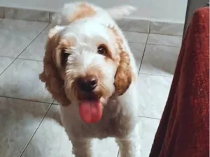 Cachorro raça Cocker idade 6 ou mais anos nome Louis