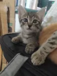 Filhote de gato