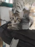 Filhote de gato