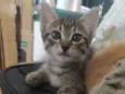 Filhote de gato
