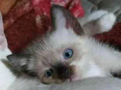 Gato raça Siamês, mestiço idade Abaixo de 2 meses nome Doação Responsável - Pequeninos
