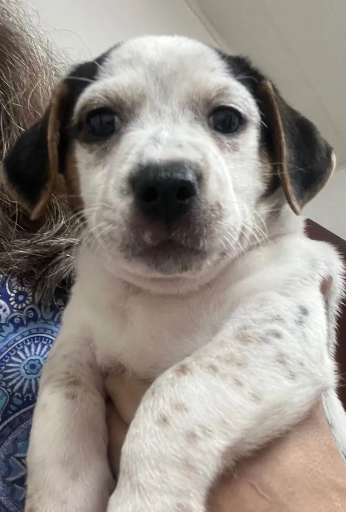 Cachorro ra a SRD-ViraLata idade 2 a 6 meses nome Kloe