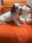 Kloe