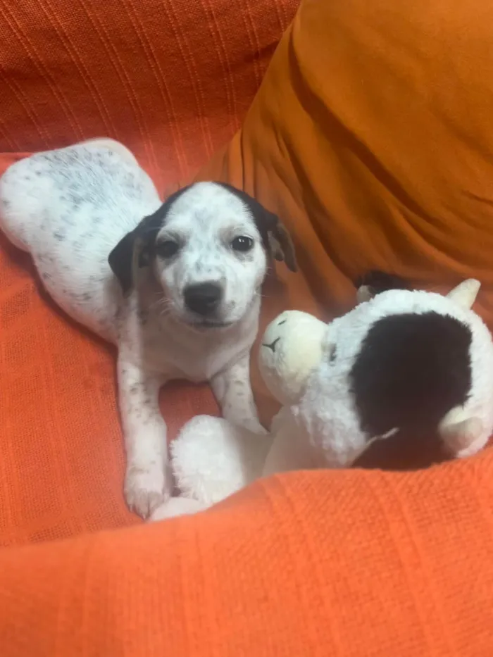 Cachorro ra a SRD-ViraLata idade 2 a 6 meses nome Kloe