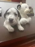Kloe